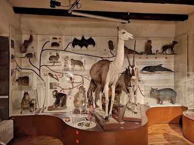 Photo 3 de Muséum Henri-Lecoq