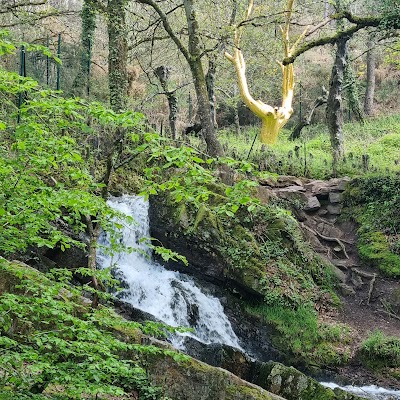 Photo 4 de L'Arbre d'Or