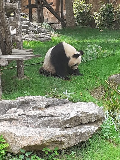 Photo 2 de Zoo de Beauval
