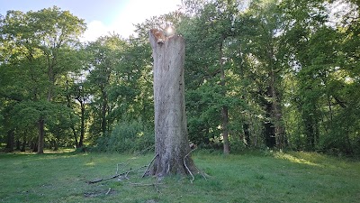 Photo 5 of Forêt de Montgeon
