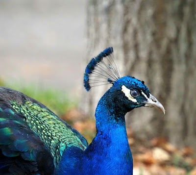 Photo 4 de Parc de la Pépinière