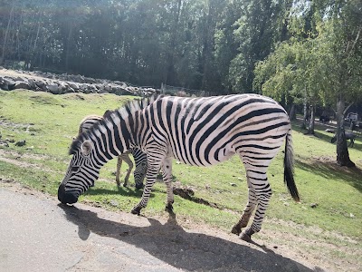 Photo 2 de Zoo Thoiry