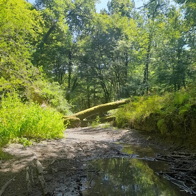 Photo 4 de Forêt du Gâvre