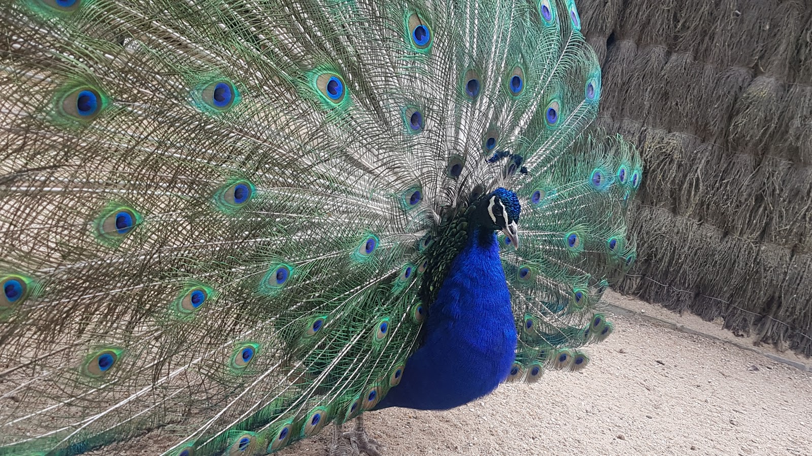 Photo 2 de Parc animalier Charles-Édouard Beltremieux