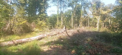 Photo 5 de Forêt de Chailluz