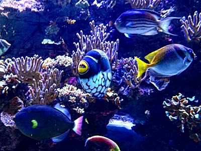 Photo 3 de Aquarium de Paris