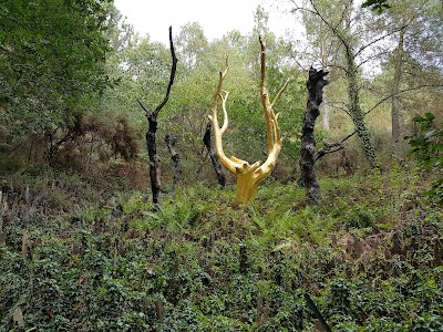 Photo 1 de Forêt de Brocéliande