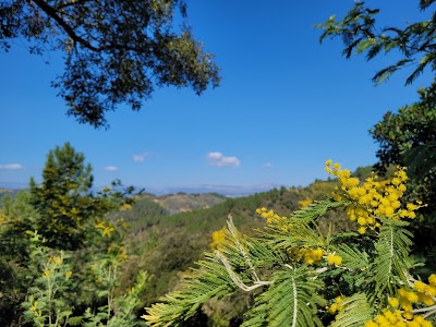 Photo 5 of Tanneron