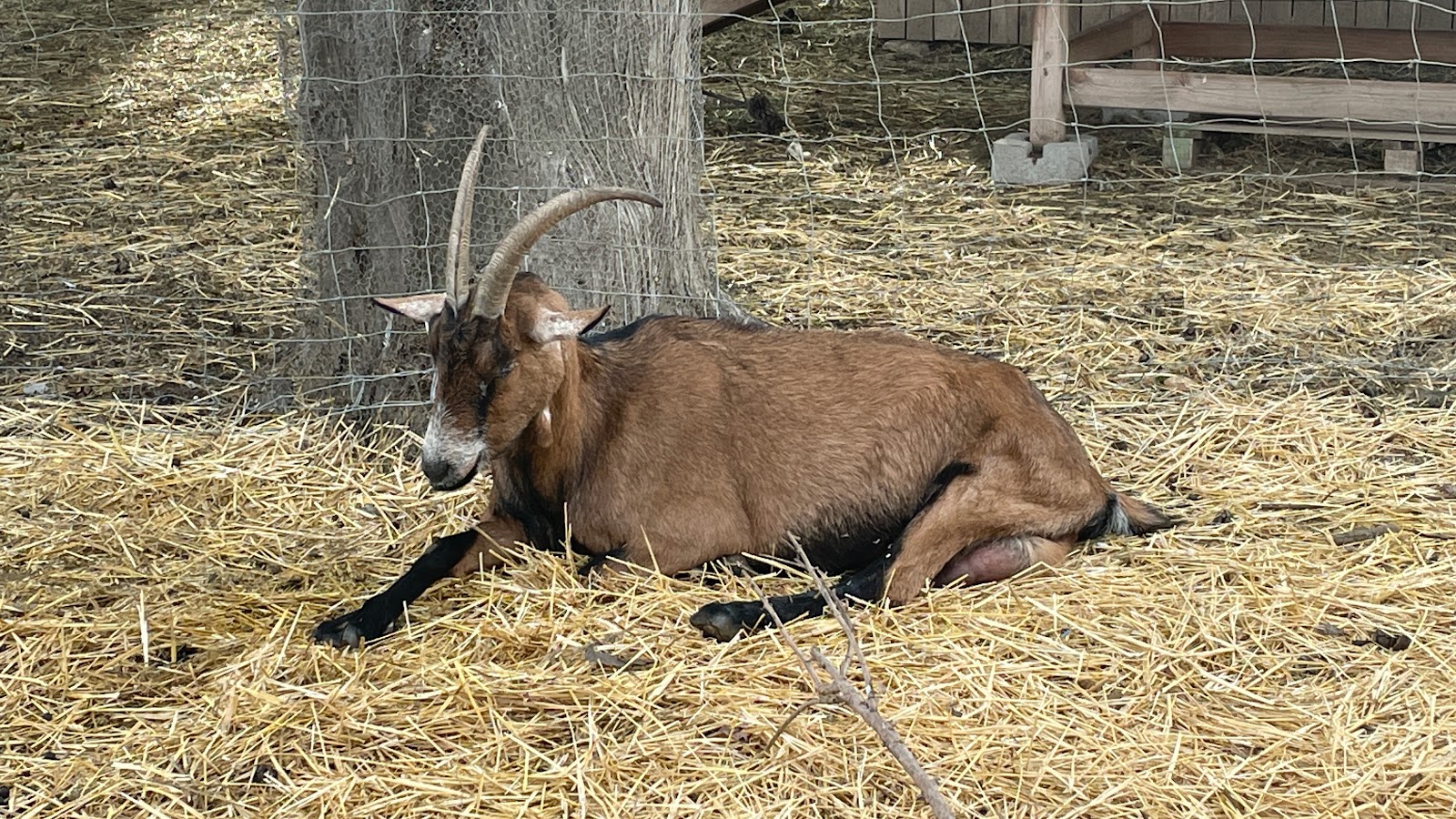 Photo 5 de Ferme Pédagogique Du Roy D'espagne