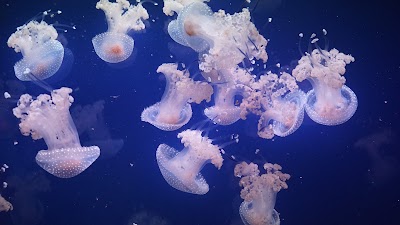 Photo 4 de Aquarium de Paris