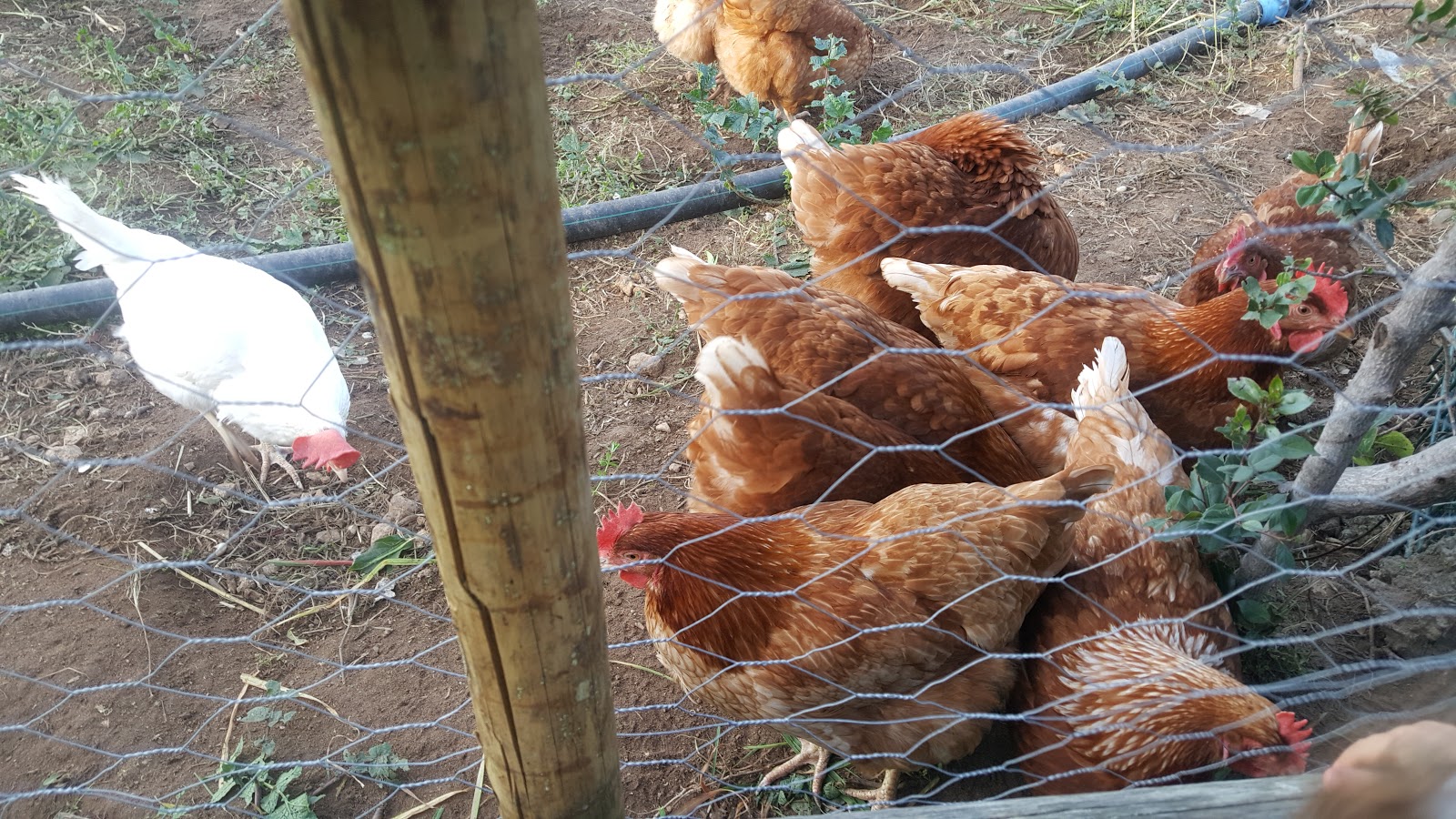 Photo 4 de Ferme Pédagogique Du Roy D'espagne