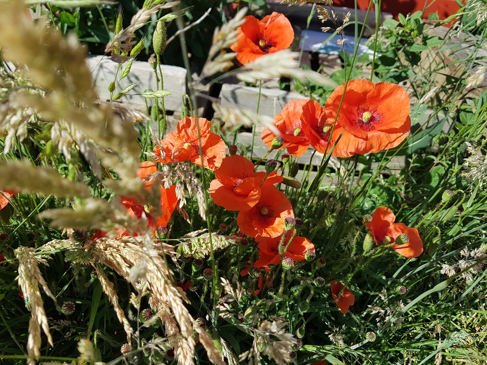 Photo 4 de Jardin des Mille Pas
