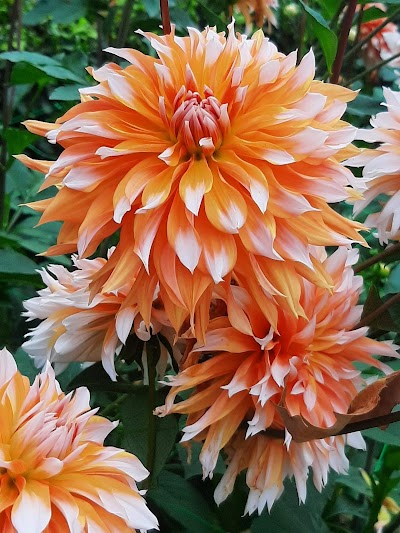 Photo 4 of Parc floral de Paris