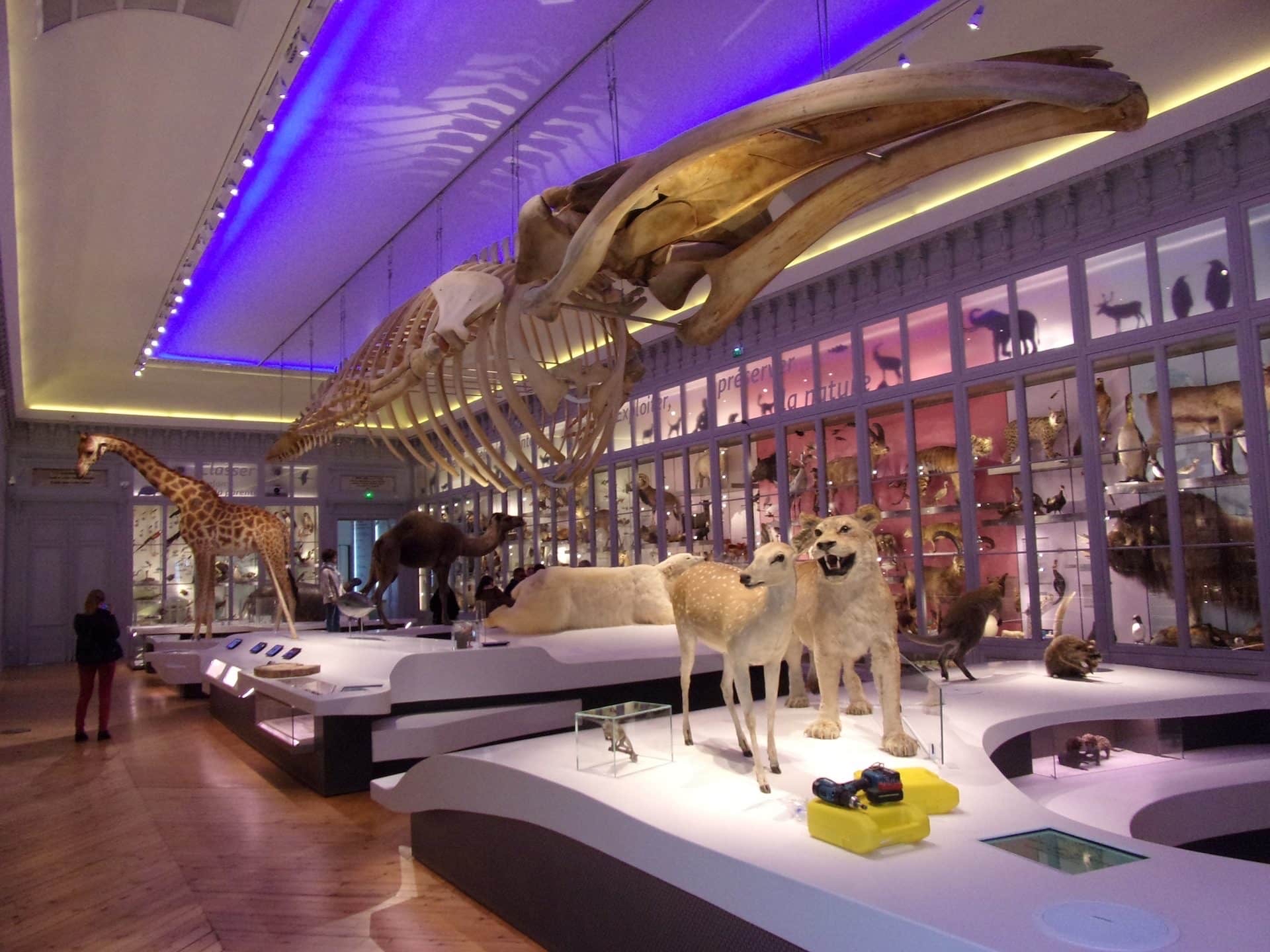 Muséum de Bordeaux - sciences et nature