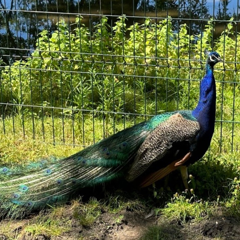 Parc René Canivenc