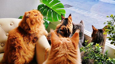 Photo 3 de La Maison des Chats ~ Cat Café (+10)