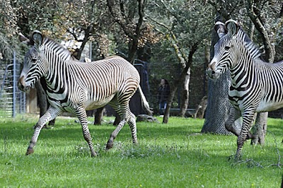Photo 3 of Zoo de Montpellier