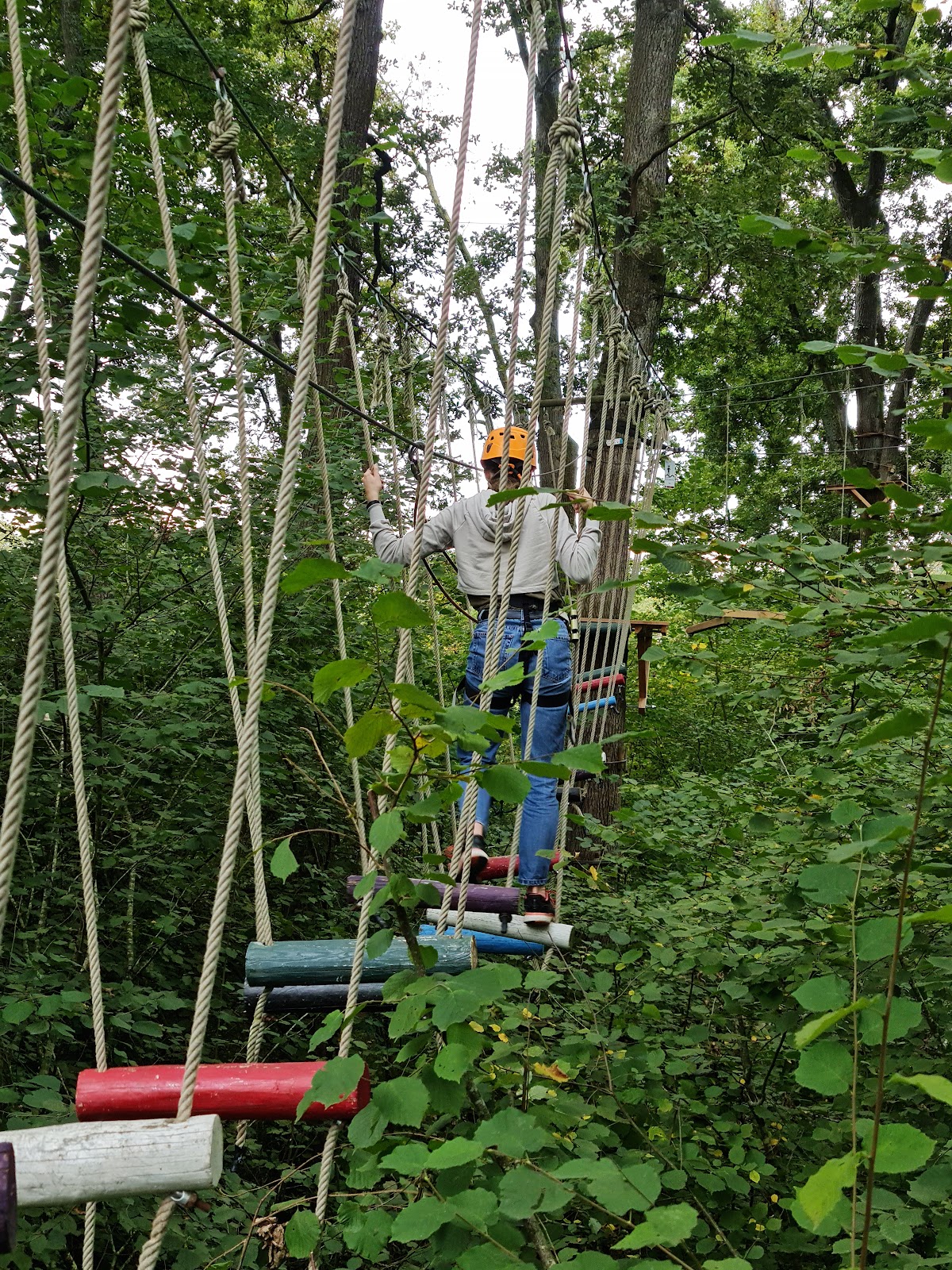 Photo 3 of La forêt des vert-tiges