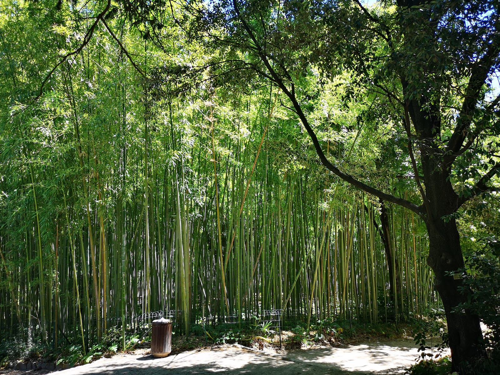 Photo 5 of Jardin des Plantes de Montpellier