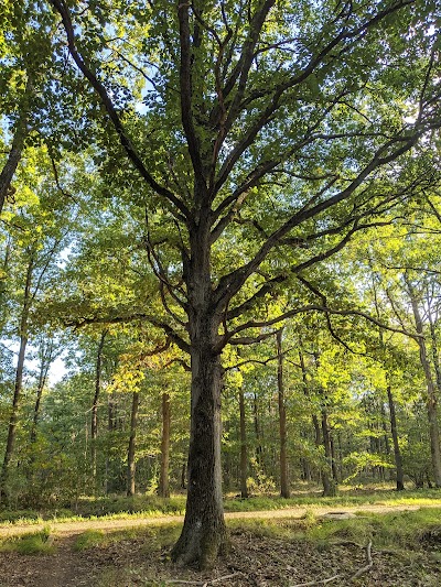 Photo 2 de Foret de Senart
