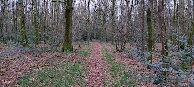Photo 3 de Forêt de Touffou