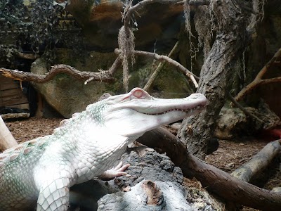 Photo 3 de La Ferme aux Crocodiles - Réserve Tropicale