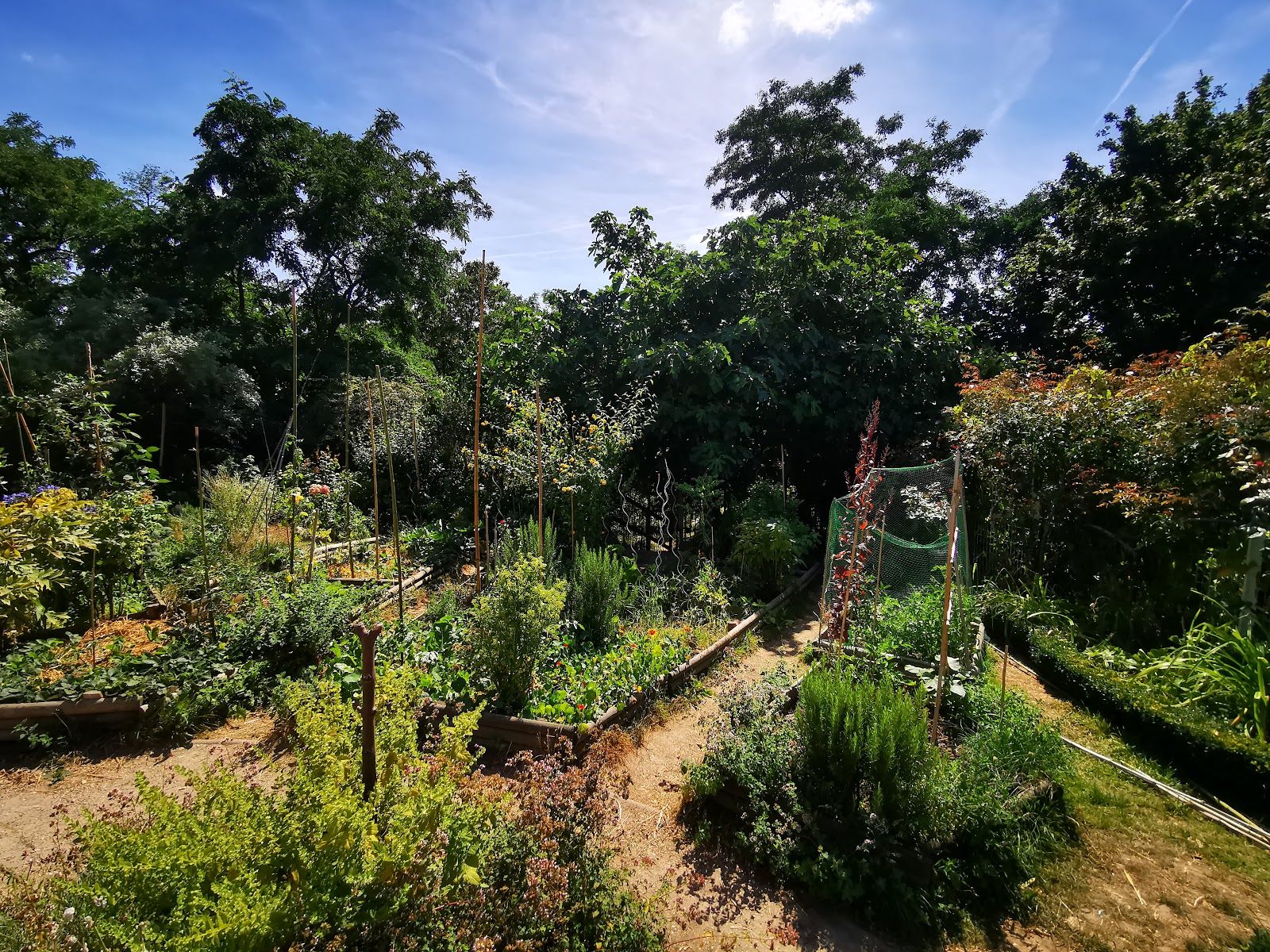 Photo 4 de Jardin Partagé de la Butte Bergeyre