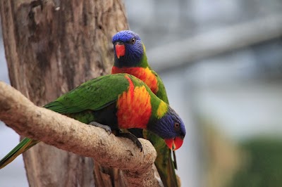 Photo 5 de Biotropica, les jardins animaliers