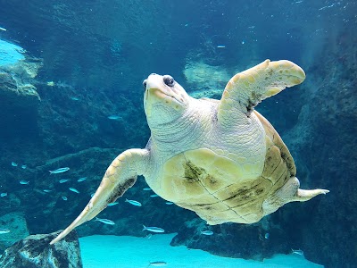 Photo 4 de Aquarium de Biarritz