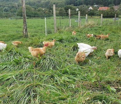 Photo 5 de Earl Ludwig - viande bio en vente directe