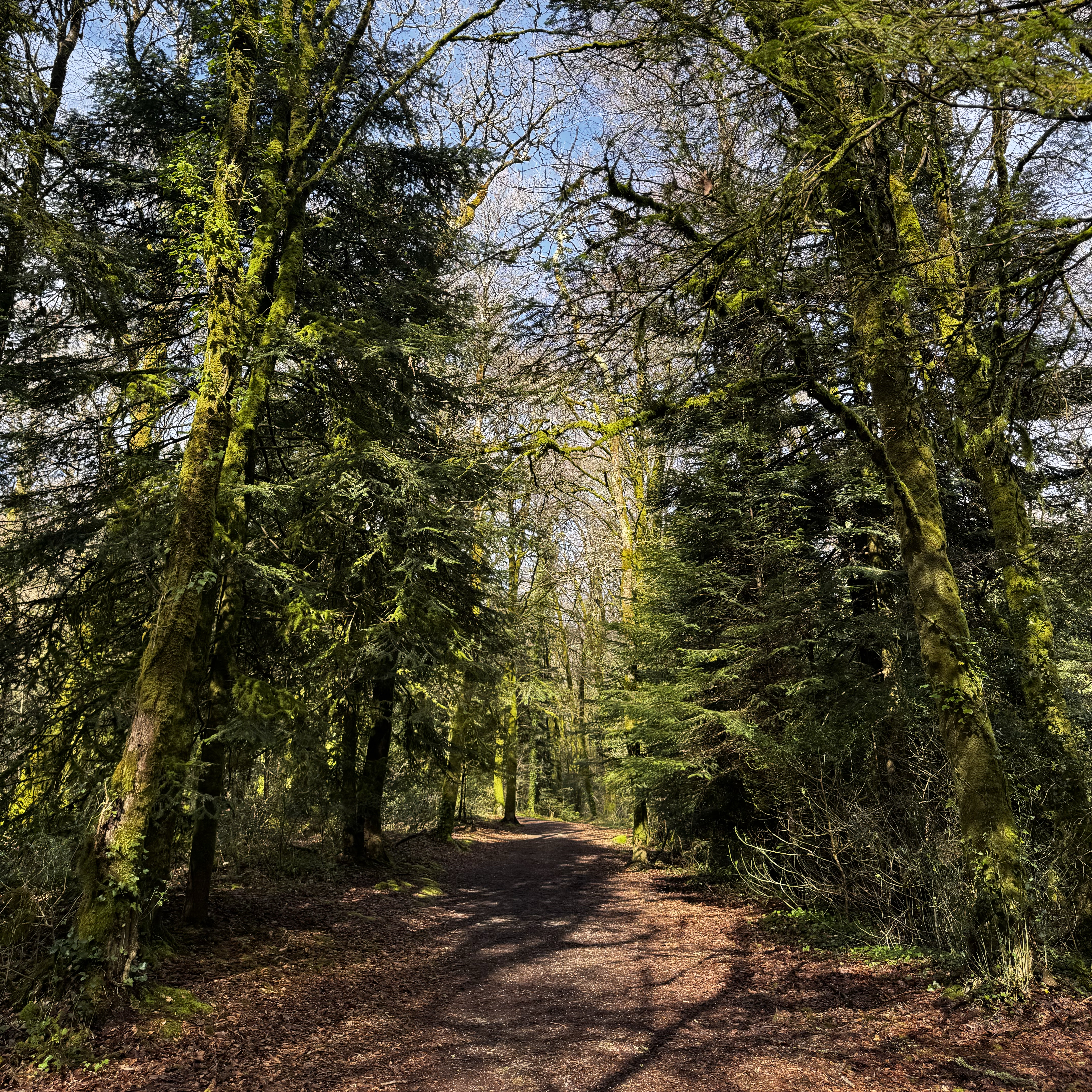 Rue de la Forêt