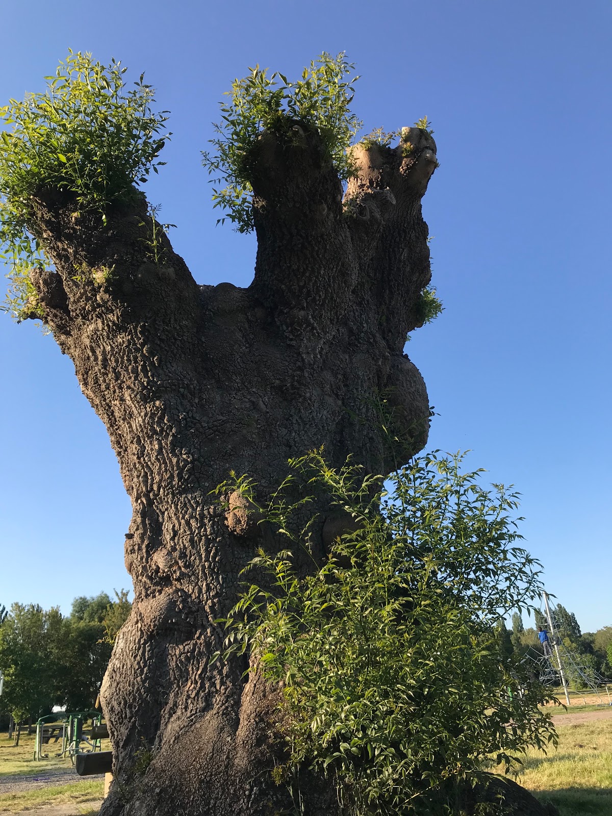 Photo 3 de Île Forget