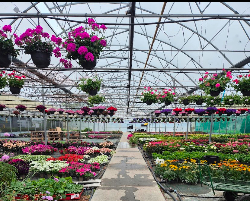 Photo 2 of Horticulteurs Costil, 38 Avenue de Garbsen