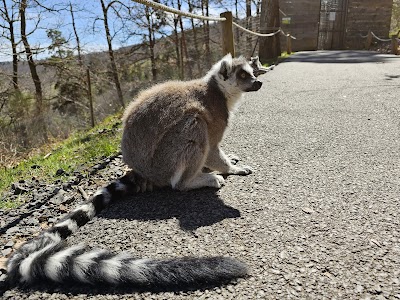 Photo 4 de Parc Animalier d'Auvergne