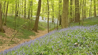 Forêt de Soignes