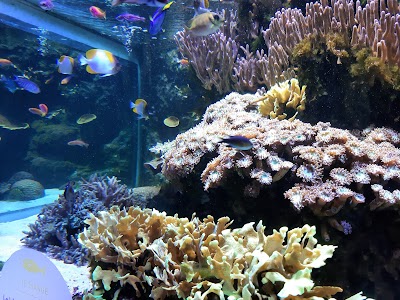 Photo 2 de Aquarium tropical