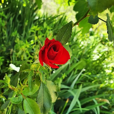 Photo 4 de Jardins du MIP (Musée International de la Parfumerie) - Mouans-Sartoux