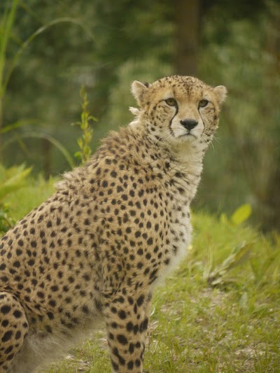 Photo 1 de Biotropica, les jardins animaliers