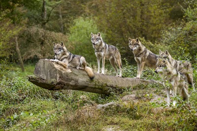 Photo 3 de Parc Animalier de Sainte-Croix