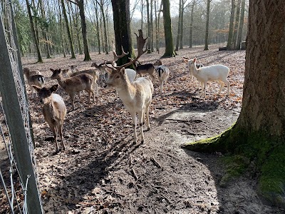 Photo 3 de Parcs Forestier de Larçay - Les Hâtes