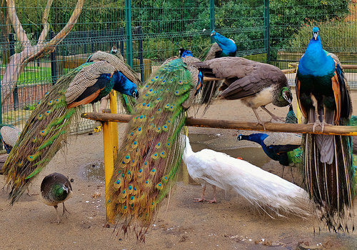 Photo 3 de Parc animalier Charles-Édouard Beltremieux