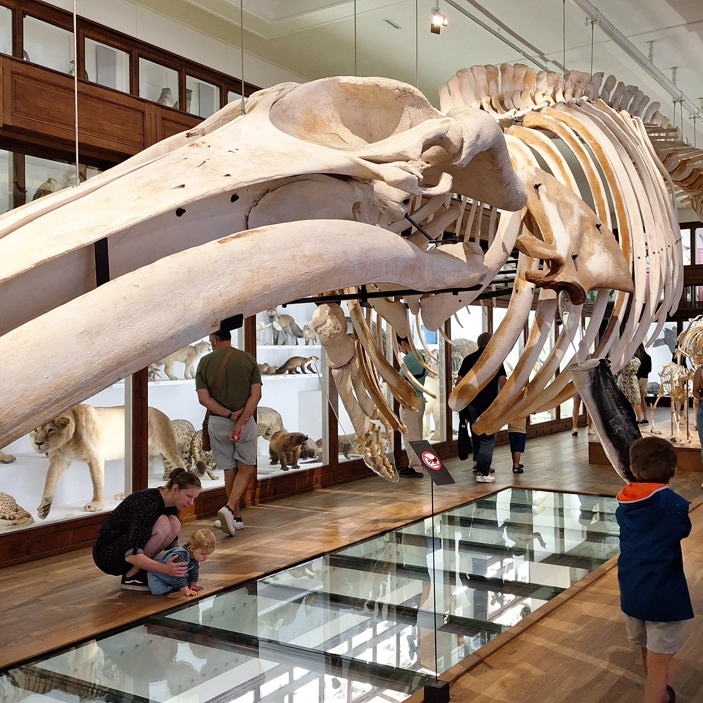 Photo 2 of Muséum d'Histoire Naturelle