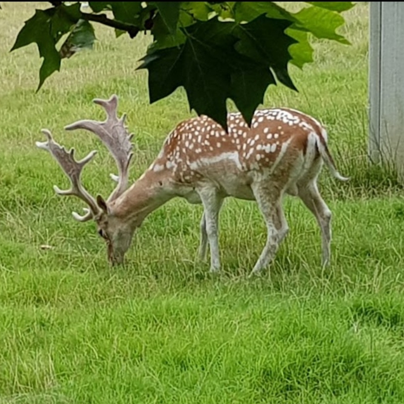 Photo 2 of Parc René Canivenc