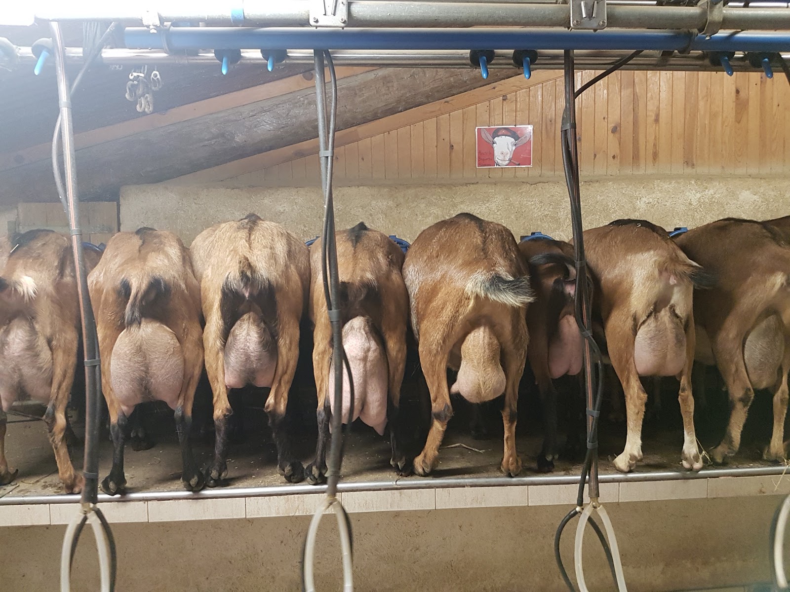 Photo 2 de La Ferme du Bregalon