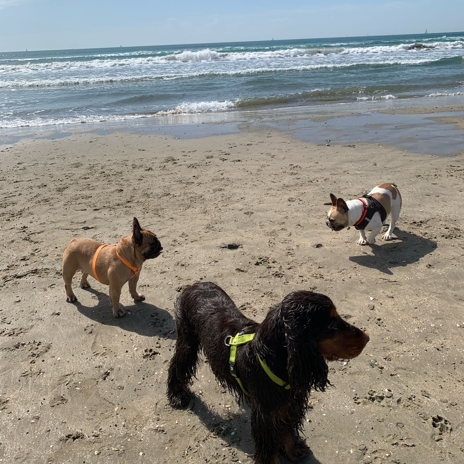 Plage chien - repère 60