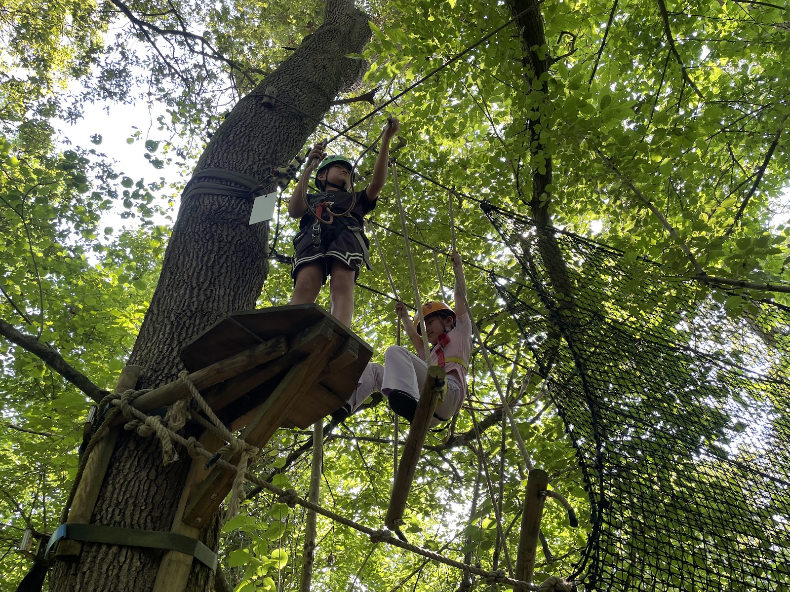 Photo 2 of La forêt des vert-tiges