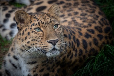 Photo 1 de Parc Animalier d'Auvergne