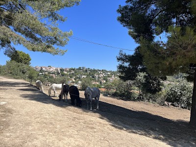 Photo 4 de centre équestre ORLOFF 3