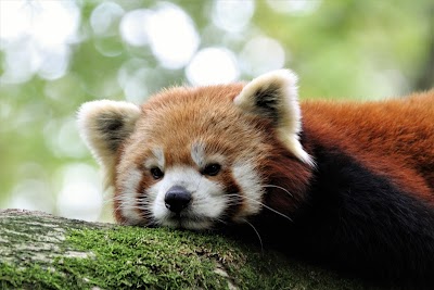 Photo 5 de Parc Animalier de Sainte-Croix