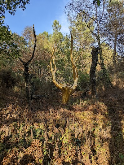 L'Arbre d'Or